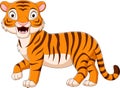 Cartoon tiger roaring on white background Royalty Free Stock Photo