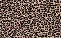 Print repeating texture leopard orange pink black. Animal skin pattern seamless. Design for fabric. Royalty Free Stock Photo