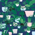 Houseplants Royalty Free Stock Photo