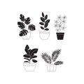 houseplants Royalty Free Stock Photo
