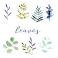 Set watercolor of greenery leaves illustration Royalty Free Stock Photo