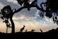 Silhouette of Australian kangaroos and koala in a gum tree Royalty Free Stock Photo