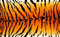 Print stripe animals jungle tiger fur texture pattern white orange yellow black
