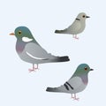 Print Three different kinds of pigeons