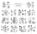 Vector hand drawn collection of medical herbs. Botanical set. Royalty Free Stock Photo