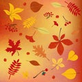 Autumn colors, leaves, seasonal berries background Royalty Free Stock Photo