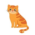 Vector illustration of a cute orange cat Royalty Free Stock Photo