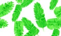 White Seamless Palm. Organic Pattern Plant. Green Tropical Vintage. Natural Garden Leaf. Banana Leaves. Royalty Free Stock Photo
