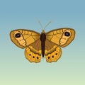 PrintA vector illustration of a Lasiommata megera or wall brown butterfly.