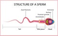 PrintOne sperm is human semen. In the white back