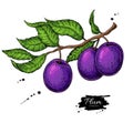 PrintPlum branch vector drawing. Hand drawn isolated fruit Royalty Free Stock Photo