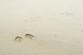 Prints of feet of a seagull in the sand on the beach leaving a trail of evidence that they were around Royalty Free Stock Photo