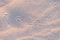 Prints of paws of seagulls on the sand on a sunset on the beach sand Royalty Free Stock Photo
