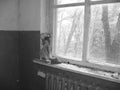 Doll in School in Ghost City of Pripyat exclusion Zone