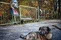 Stray dog in the Chernobyl exclusion zone