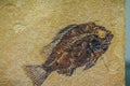 Priscacara fossil fish for sale. Priscacara is an extinct genus Royalty Free Stock Photo