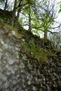 Prism wall - basalt columns in Bavaria, Germany