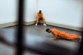 prisoner doing push-ups on floor Royalty Free Stock Photo