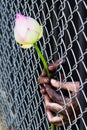 Prisoner hand holding a flower.