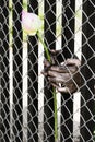 Prisoner hand holding a flower.