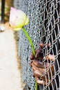 Prisoner hand holding a flower.