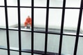 prisoner sitting on bench with prison bars Royalty Free Stock Photo