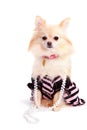 Prissy Pomeranian Pup