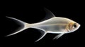 Pristella maxillaris Albino, Pristella tetra, X ray Tetra. AI Generative