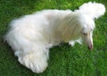 Pristine Afghan Hound Beauty Royalty Free Stock Photo