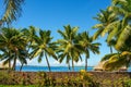 Pristine beach in Bora Bora featuring lush, swaying palm trees against a stunning tropical backdrop Royalty Free Stock Photo