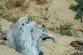 Pristine beach and an old stump smoothed by the waves