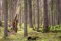 Pristine boreal forest of conifers