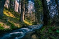 Waters of fast river running through spring forest lit by golden