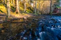 Waters of fast river running through spring forest lit by golden