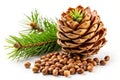 A Pristine Composition of Cedar Branch Pine Cone and Pine Nuts on a Blank White Background Royalty Free Stock Photo