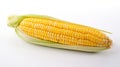 pristine corn isolated on white Royalty Free Stock Photo