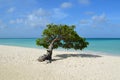 Pristine Divi Divi Tree in Aruba Royalty Free Stock Photo