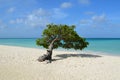 Pristine Divi Divi Tree in Aruba Royalty Free Stock Photo