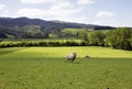 Pristine farm for feeding sheep Royalty Free Stock Photo