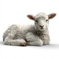Lamb of god stock photo: religious symbolism, easter, christianity and innocence on transparent background Royalty Free Stock Photo