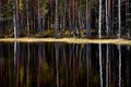 Pristine lake surrounded by a dense forest with a vivid reflection of trees on its glassy surface Royalty Free Stock Photo