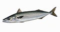Pristine Mackerel Fish Isolated Clean White Background Culinary Ingredient Healthy Royalty Free Stock Photo