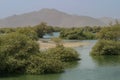 Mangroves of Khor Kalba