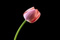 Pristine Peach Tulip Against Black Backdrop