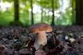 Pristine porcini mushroom (boletus edulis) in a beech forest Royalty Free Stock Photo