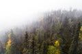 Pristine taiga forest in Northern Finland in Oulanka National Park during a foggy sunrise. Royalty Free Stock Photo