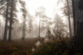 Pristine taiga forest in Northern Finland in Oulanka National Park during a foggy sunrise. Royalty Free Stock Photo