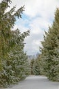 untrodden trail between two rows of evergreens covered in Winter white snow Royalty Free Stock Photo