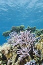 Pristine tropical Staghorn coral formation.
