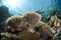 Pristine tropical table coral formation.